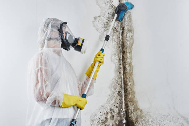 Best Residential Mold Removal  in USA